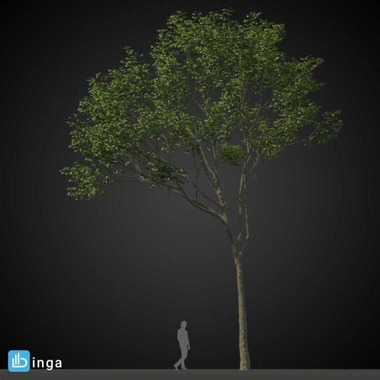 درخت سرسبز