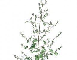 گیاه بهاری