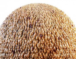 تکسچر پوست موجودات نارنجی