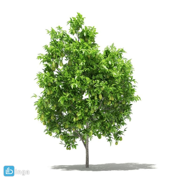 درخت پوملو