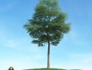 درخت بلوط