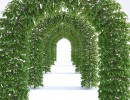 گیاه قوس