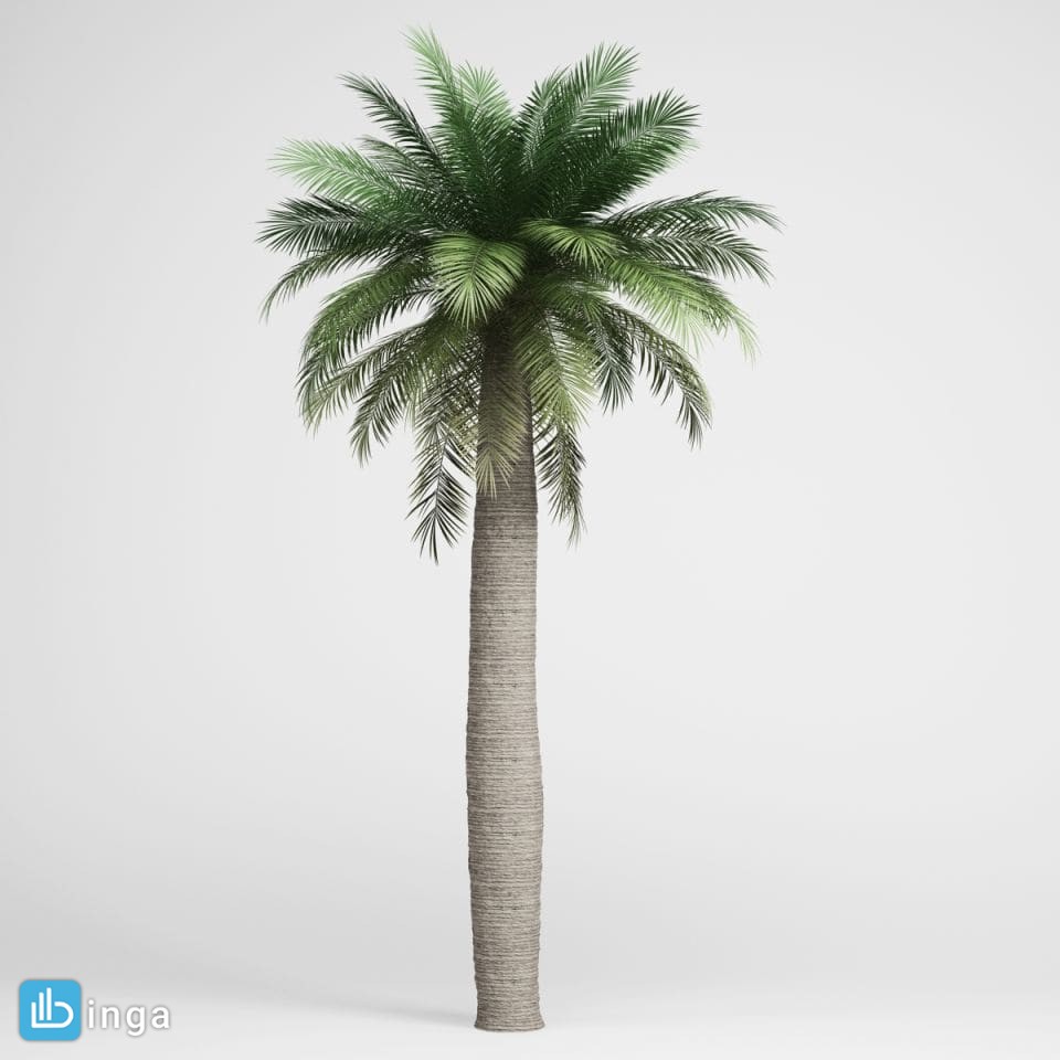 درخت خرما