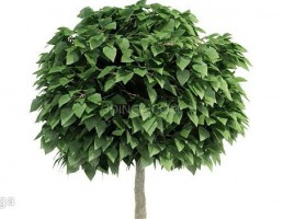 درختچه باغی بهاری