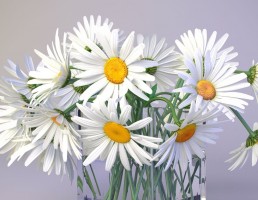 گلدان + گل مینای چمنی