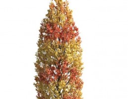 درخت