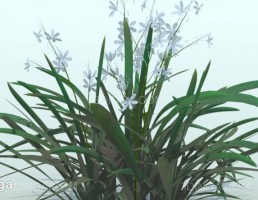 گیاه باغی Anthericum ramosum
