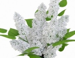 گلدان + گل یاس