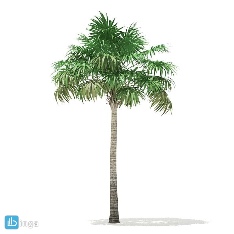 درخت نخل