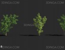 انواع گیاه بونسای