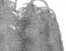 لوستر کلاسیک طرح پر