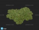 انواع چمن بهاری