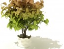 گلدان + گل های طبیعی