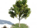 درخت Citrus sinensys