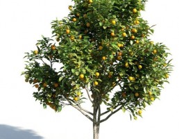 درخت Citrus sinensys