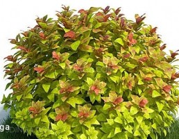 درختچه ی اسپیره آ