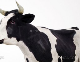 گاو ماده