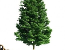 درخت Cupressoncyparis leylandii