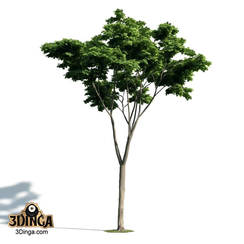 درخت