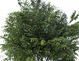 درختان باغی
