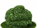 درختچه باغی بهاری