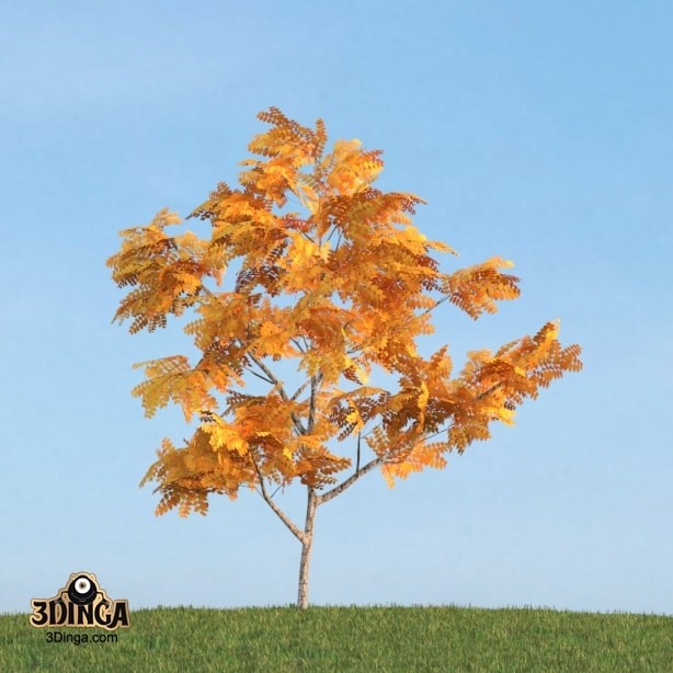 درخت Fraxinus
