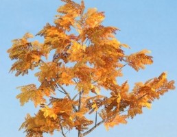درخت Fraxinus