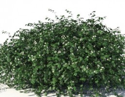 بوته گیاه یاس