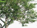 انواع درختان باغی