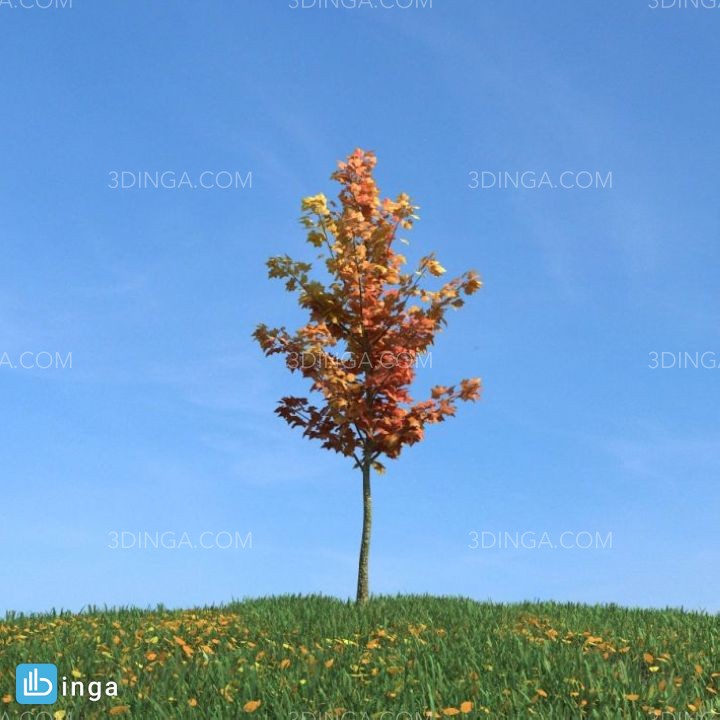 درختچه در فصل پاییز