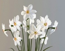 گلدان + گل نرگس