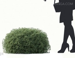 درختچه زیتون