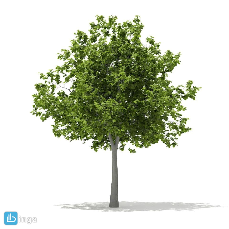 درخت کاج