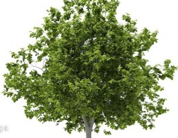 درخت کاج
