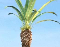 درخت Phoenix_canariensis