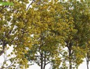 انواع درختان پاییزی