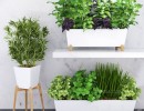 گیاهان خوراکی در گلدان های سرامیکی