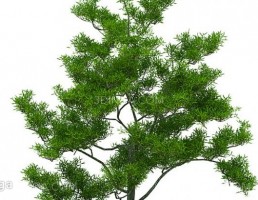 درخت سرسبز بهاری
