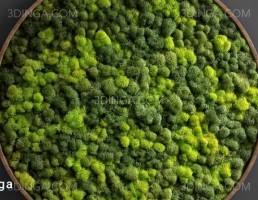 تابلو چوبی خزه