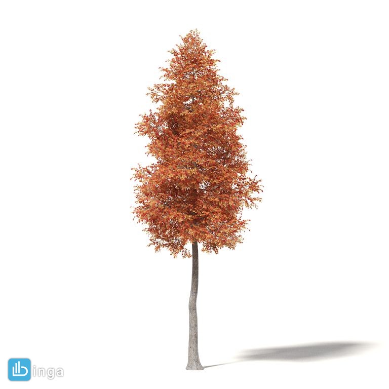 درخت پاییزی توسکا