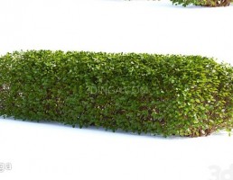 بوته گیاهان (پرچین)