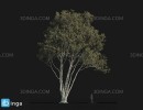 درخت Araucaria angustifolia