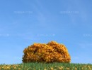 درختچه در فصل پاییز
