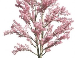 درخت Cassia bakeriana