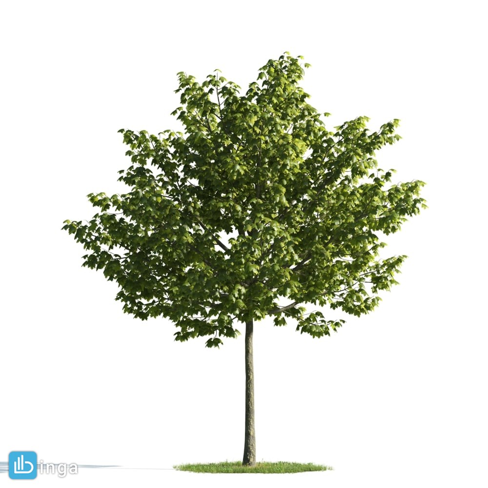 درخت صنوبر