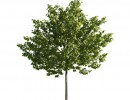 درخت صنوبر
