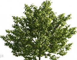 درخت صنوبر