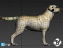 سگ Labrador