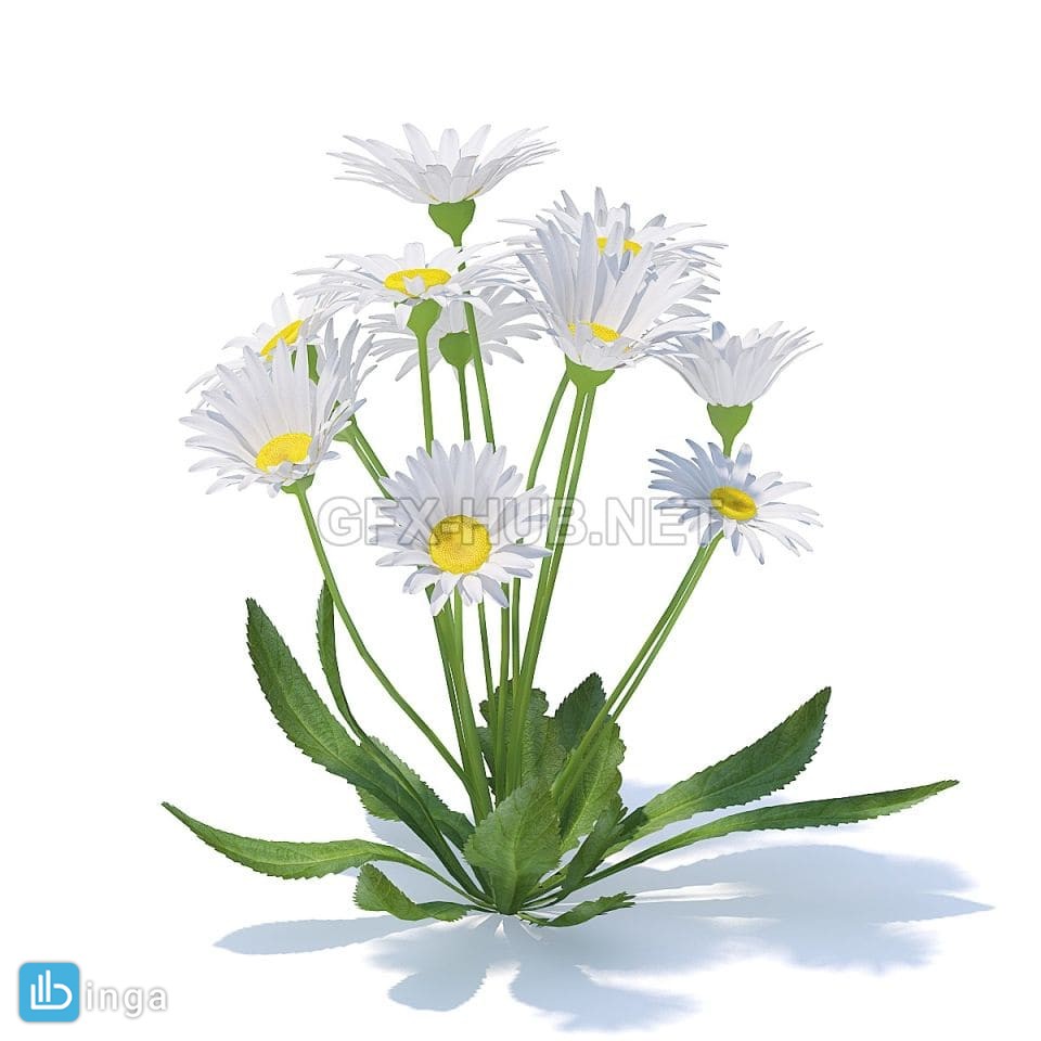 گل بابونه