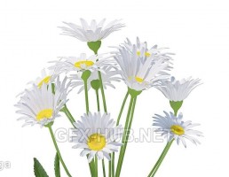 گل بابونه